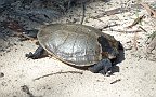 22-A shy tortoise greets Heidi near Wartook reservoir